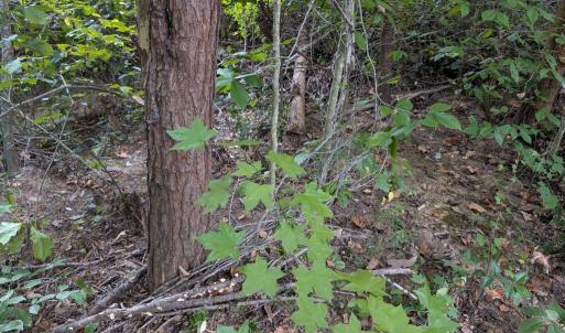Photo #5 of 203 BATTLEFIELD RD, LOCUST GROVE, VA
