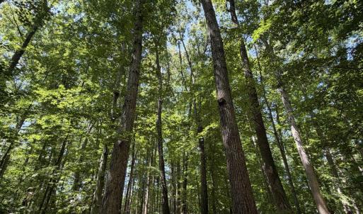 Photo #6 of PARRISH RD, LOUISA, VA 5.2 acres
