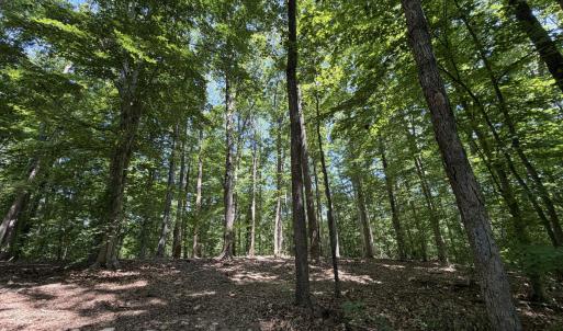 Photo #4 of PARRISH RD, LOUISA, VA 5.2 acres