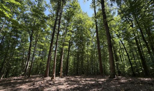 Photo #3 of PARRISH RD, LOUISA, VA 5.2 acres