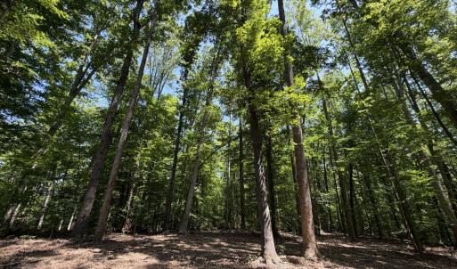 Photo #9 of PARRISH RD, LOUISA, VA 5.2 acres
