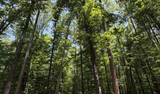 Photo #10 of PARRISH RD, LOUISA, VA 5.2 acres
