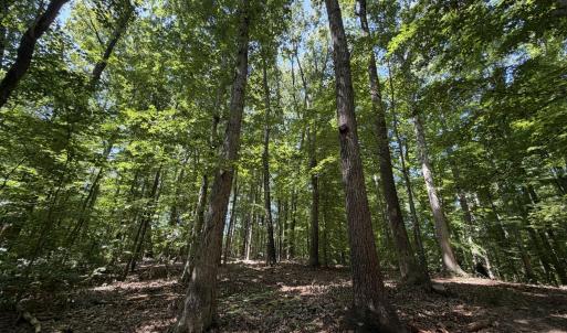 Photo #5 of PARRISH RD, LOUISA, VA 5.2 acres