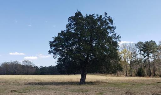 Photo #3 of 716 Augusta, Edgefield, SC 30.3 acres