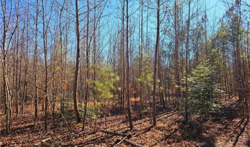 10.5 Wooded Acres