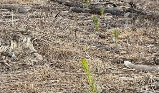 Loblolly Planted in 2019