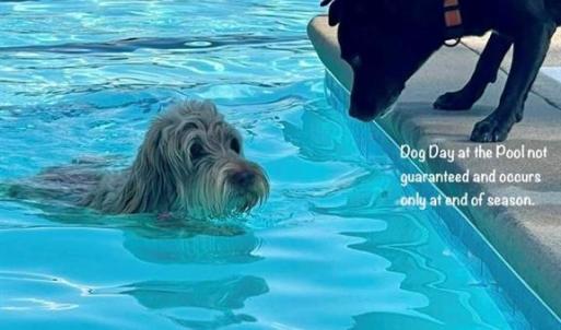 Dog Day after season ends for humans