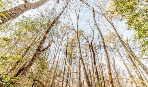 Canopy View
