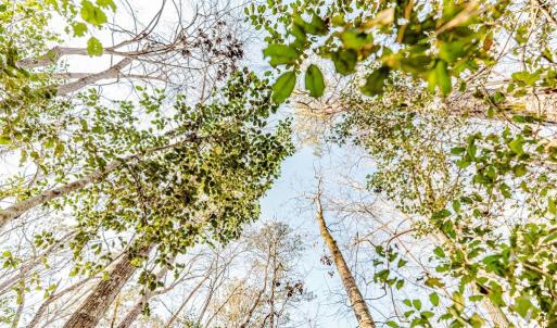 Canopy View