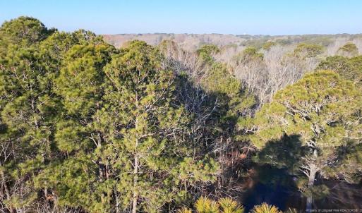 Treetop View