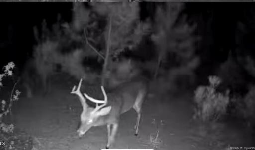 TRACT 2SCHOLL ROAD LAND - 15+ ACRES