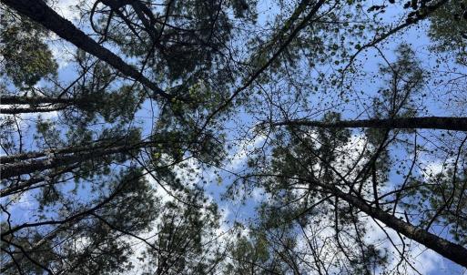 Canopy View