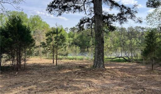 Recently mulched area near Pond.