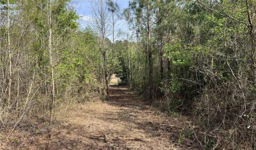 Pathway View thru acreage