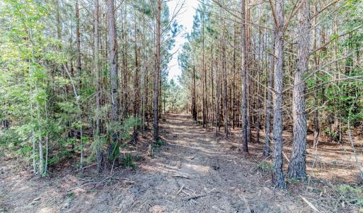 Mulched pathway into the acreage