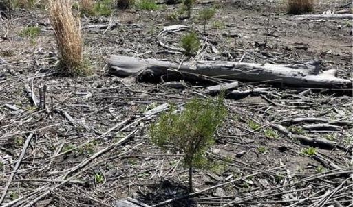 Planted containerized Loblolly Pine