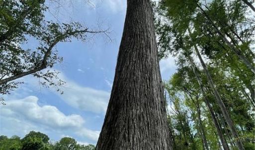 Cypress Trees left in buffers