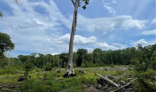 Den tree left for wildlife habitat