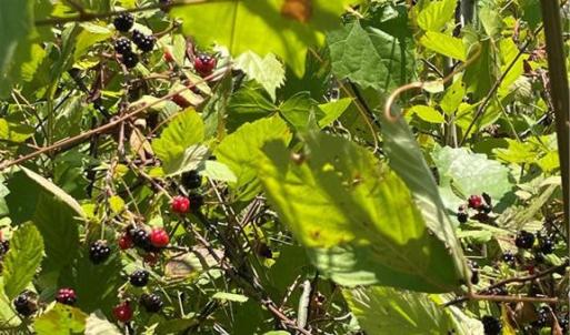 wild blackberry