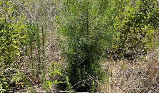Planted Pine already 4 feet tall