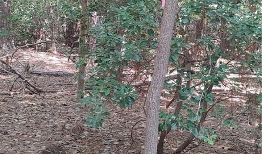 back property line