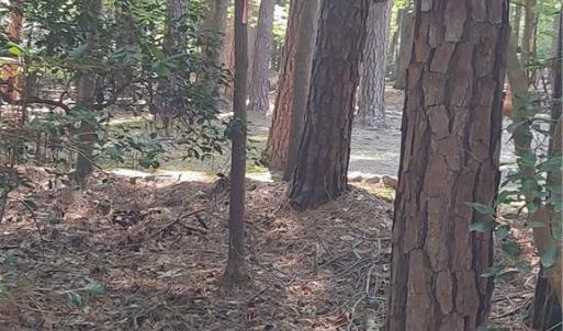 back property line