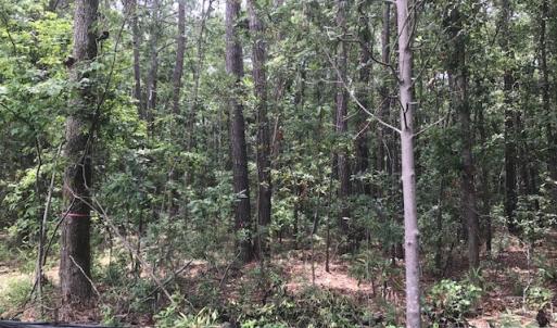 Photo #9 of TBD Lost Oak, Bluffton, SC 20.9 acres