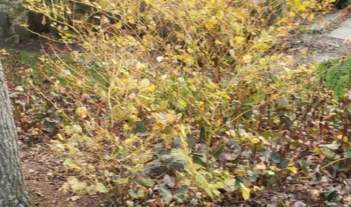 Resized_20201110_164412(1)