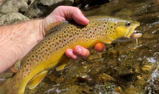 Brown Trout