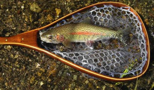 Rainbow Trout Image