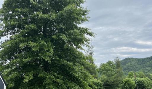37.TREE1