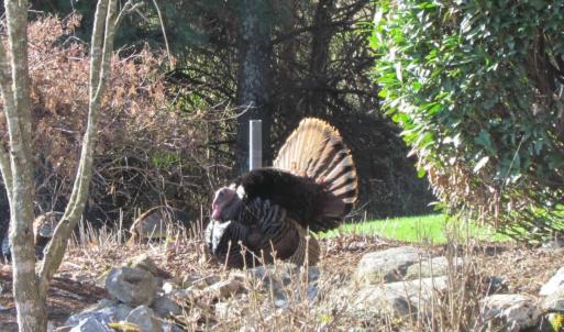 Turkey at the pond