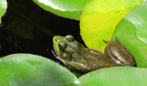Friend in the pond