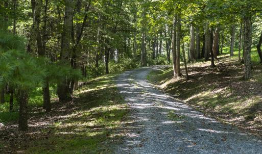 Tree-lined Driveway