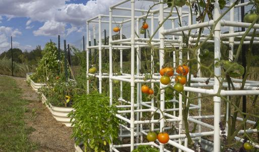Fruits and Vegetable's