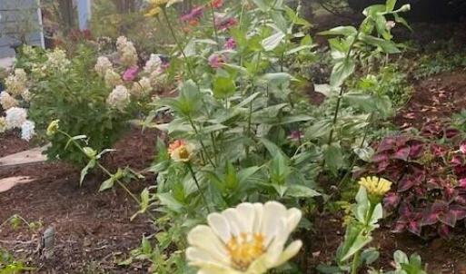 Garden 2