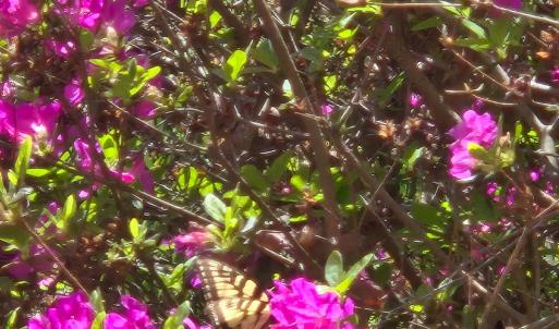 Photo #50 of 1050 Cary Shop Road, Burkeville, VA 104.0 acres