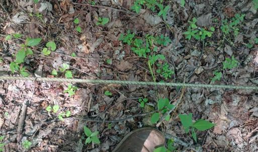 Photo #43 of 176 Toms Lane, Roseland, VA 1.9 acres