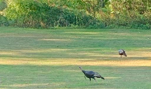 Photo #56 of 290 Green Acres Drive, Evington, VA 1.6 acres