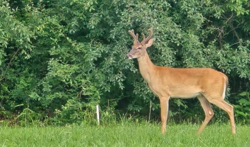 Photo #45 of 14186 Booker T. Washington Highway, Moneta, VA