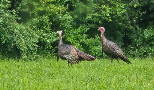 Photo #44 of 14186 Booker T. Washington Highway, Moneta, VA