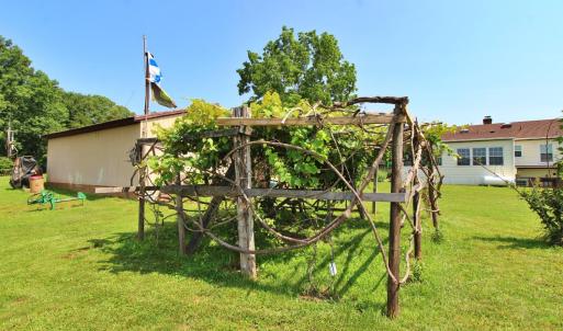 producing grape vines