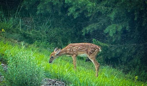 Abundant Wildlife at Heron Pointe Landing