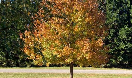Photo #87 of 1213 Toms View Drive, Bedford, VA 5.7 acres