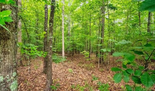 Photo #56 of 175 Tracie Drive, Altavista, VA 19.9 acres