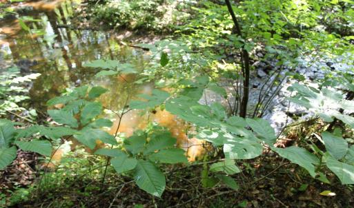 Photo #80 of 19322 Wyatts Way, Evington, VA 21.7 acres