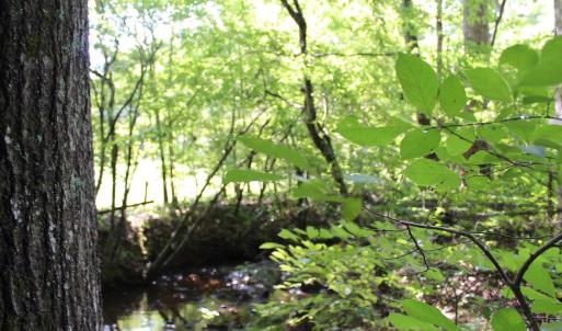 Photo #82 of 19322 Wyatts Way, Evington, VA 21.7 acres