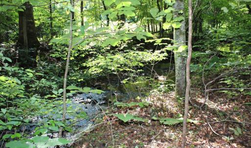 Photo #79 of 19322 Wyatts Way, Evington, VA 21.7 acres