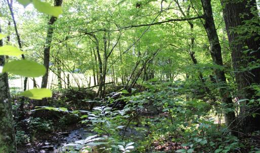 Photo #81 of 19322 Wyatts Way, Evington, VA 21.7 acres