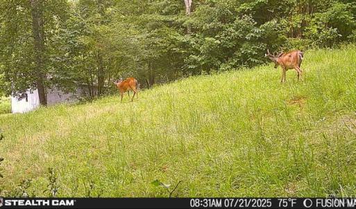 Photo #54 of 1269 Peters Creek, Big Island, VA 16.7 acres